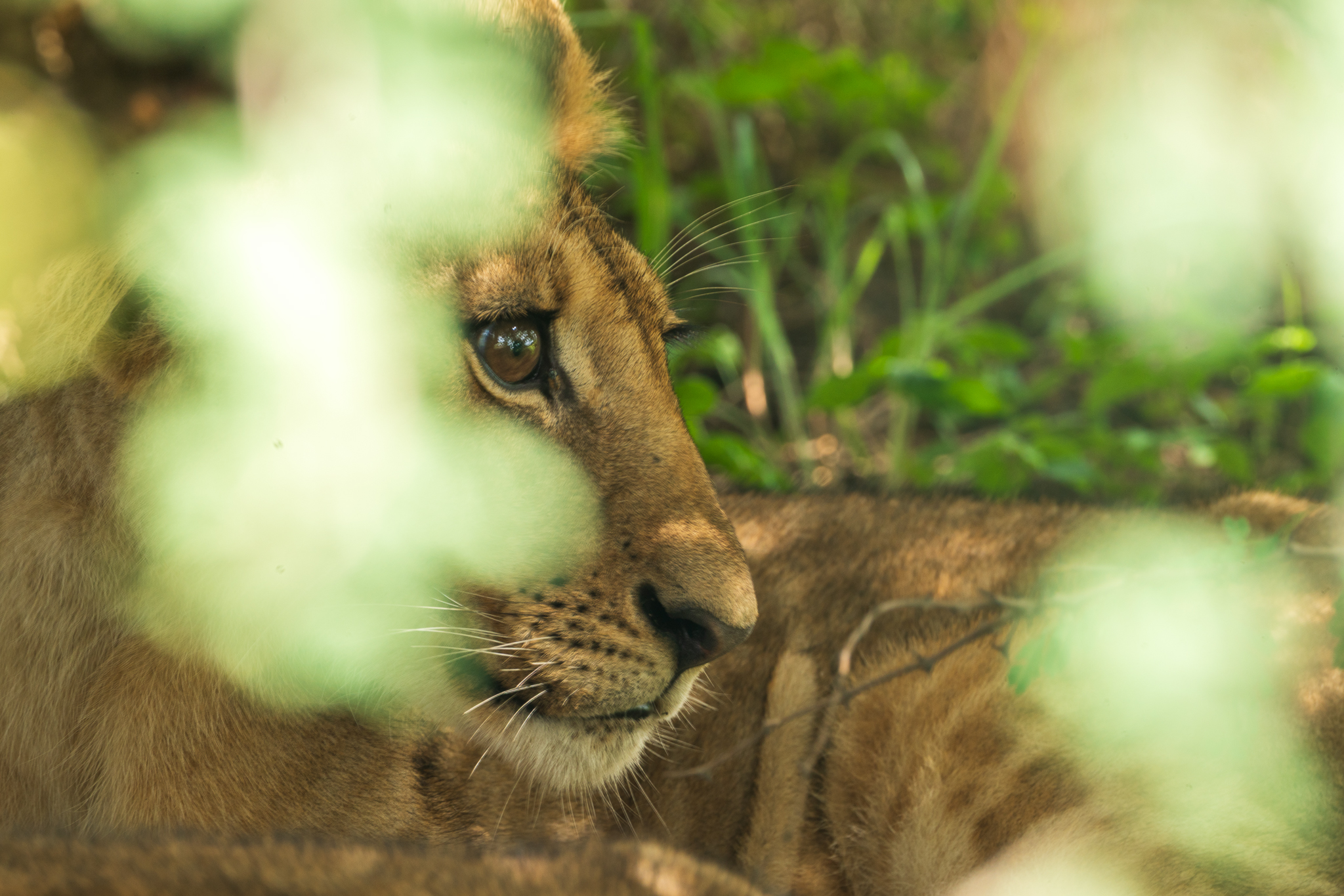 Guests watching wildlife on safari